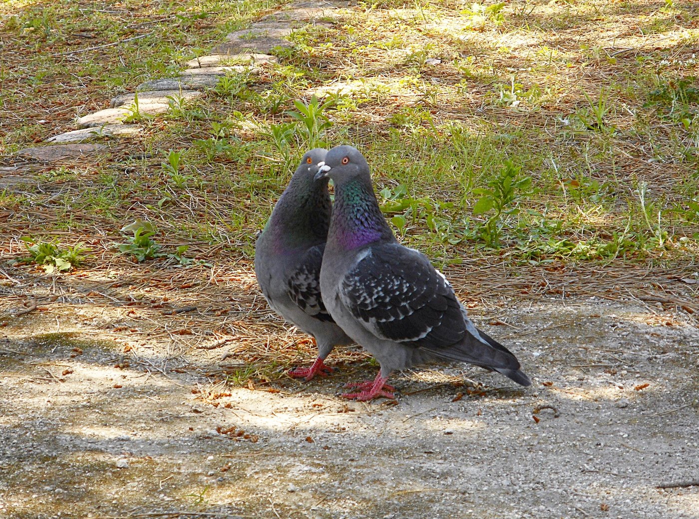 寄り添う2羽の鳩。フレンチキスの意味と軽いキスとの違いを考えるイメージ