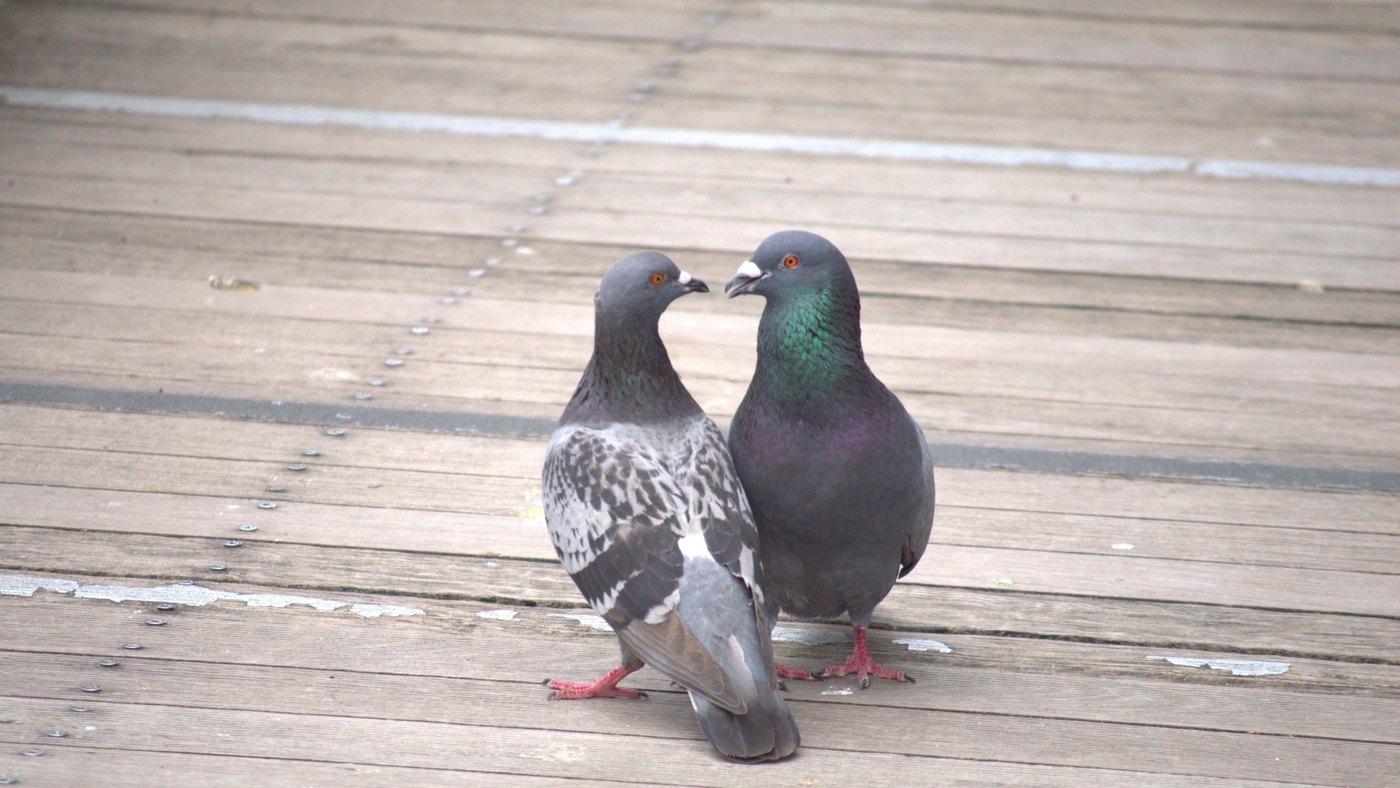 向かい合う2羽の鳩。フレンチキスの勘違いや意味のずれを考えるイメージ